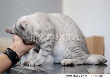 A silver-striped British Shorthair cat gently rubbing its head against a hand A silver-striped British Shorthair cat gently rubbing its head against a hand 133848489