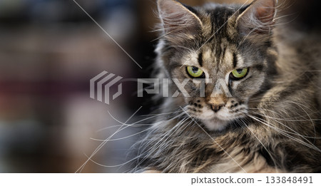 A Maine Coon cat with a long, thick fur coat and piercing green eyes stares intently at the camera during a cat show 133848491