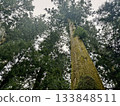Nikko cedar tree 133848511