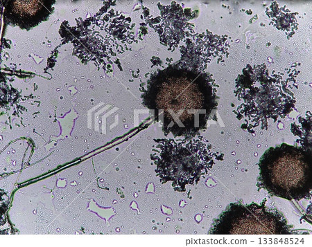 Aspergillus oryzae, which makes Awamori Aspergillus oryzae, which makes Awamori 133848524