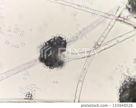 用於釀造清酒的黃麴孢子 133848526