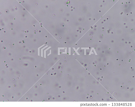 Microscopic image of yeast that makes bread fluffy 133848528