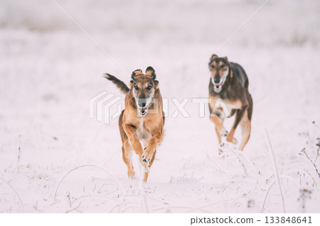 Two Hunting Sighthound Hortaya Borzaya Dogs During Hare-hunting At Winter Day In Snowy Field Two Hunting Sighthound Hortaya Borzaya Dogs During Hare-hunting At Winter Day In Snowy Field 133848641