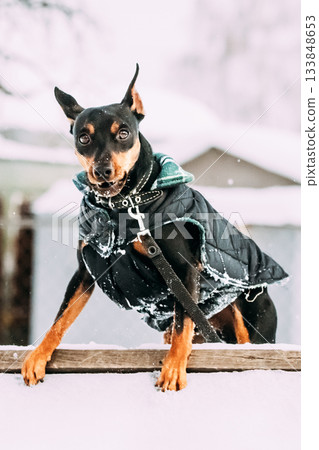 Funny Black Miniature Pinscher Zwergpinscher, Min Pin Dog Playing And Training Outdoor In Snow, Winter Season 133848653