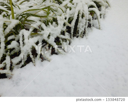 雨夾雪堆積在灌木叢中。 雨夾雪堆積在灌木叢中。 133848720