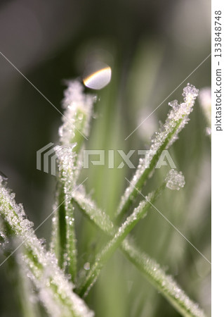 Frosty nature grass background in daylight Frosty nature grass background in daylight 133848748