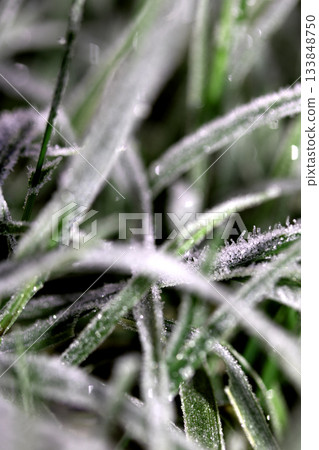 Frosty nature grass background in daylight Frosty nature grass background in daylight 133848750