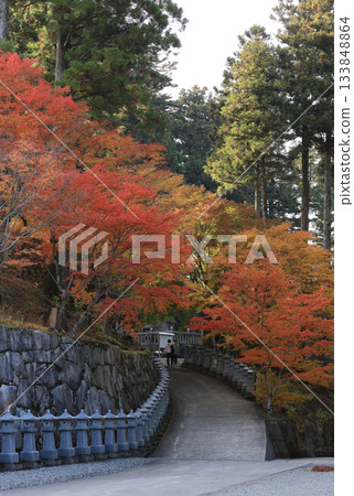 Autumn leaves near the road to the ropeway station, seen from the square in front of the temple gate at Unpenji Temple, the 66th temple of the Shikoku Pilgrimage 133848864