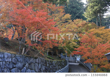 Autumn leaves near the road to the ropeway station, seen from the square in front of the temple gate at Unpenji Temple, the 66th temple of the Shikoku Pilgrimage 133848868