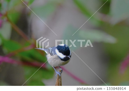 野鳥Higara 野鳥Higara 133848914