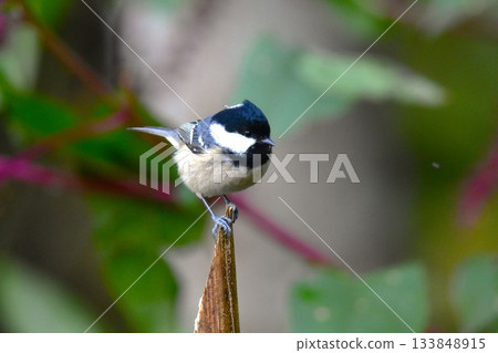 野鳥Higara 野鳥Higara 133848915