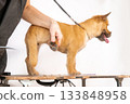 A trimmer woman who trims and cuts a dog pet 133848958