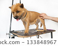 A trimmer woman who trims and cuts a dog pet 133848967