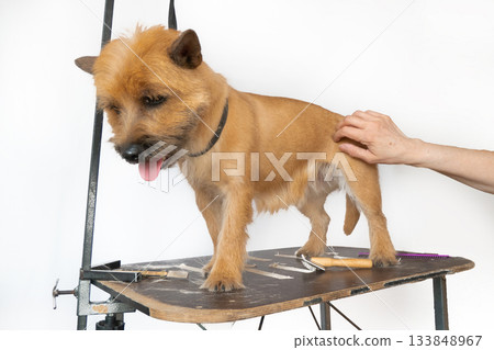 A trimmer woman who trims and cuts a dog pet 133848967