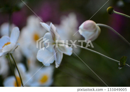 Autumn flowers Shumayigiku 133849005