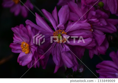 秋花Shumayigiku 秋花Shumayigiku 133849009