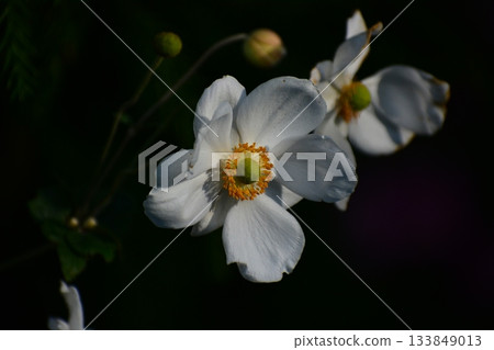 Autumn flowers Shumayigiku Autumn flowers Shumayigiku 133849013