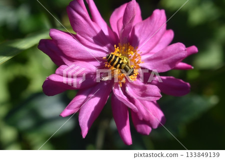 馬蠅和日本銀蓮花 133849139