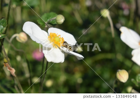 馬蠅和日本銀蓮花 133849148