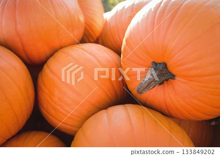 Close-up bright orange pumpkins are piling up in flat vector design, highlighting dry brown stems Close-up bright orange pumpkins are piling up in flat vector design, highlighting dry brown stems 133849202