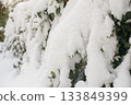 Ivy Covered In Snow Creates Serene Seasonal Backdrop 133849399