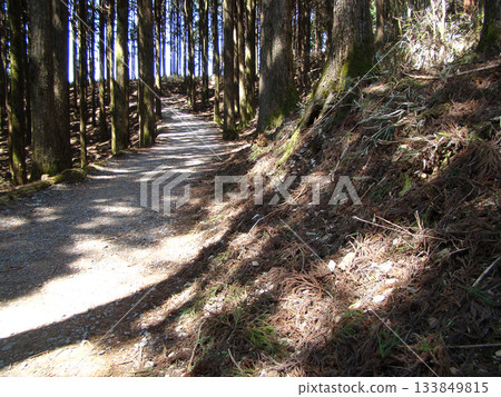 Mount Minobu Kuonji Temple Cedar Avenue Mount Minobu Kuonji Temple Cedar Avenue 133849815