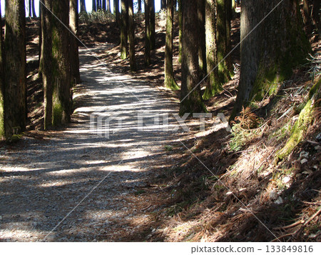 身延山久遠寺杉樹大道 133849816