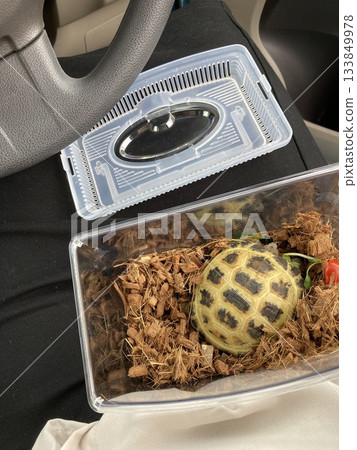 Russian tortoises being transported in insect cages Russian tortoises being transported in insect cages 133849978