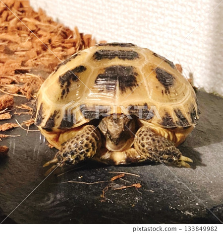 A Russian tortoise sleeping with its face tucked in A Russian tortoise sleeping with its face tucked in 133849982