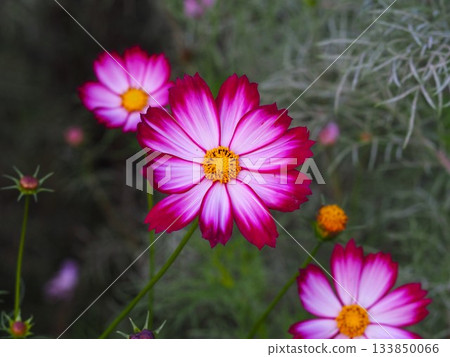 濱離宮庭園裡盛開的粉紅波斯菊 濱離宮庭園裡盛開的粉紅波斯菊 133850066