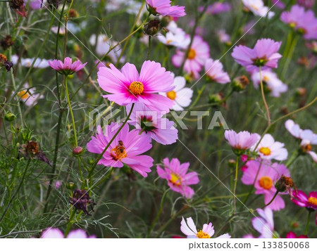 Pink cosmos flowers blooming in Hamarikyu Gardens 133850068