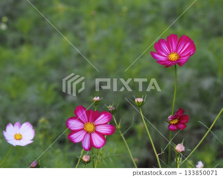 濱離宮庭園裡盛開的粉紅波斯菊 133850071