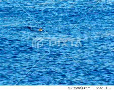 A sea turtle pops up at Nobuse Port on Shikinejima Island 133850199