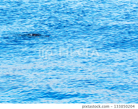 A sea turtle pops up at Nobuse Port on Shikinejima Island 133850204