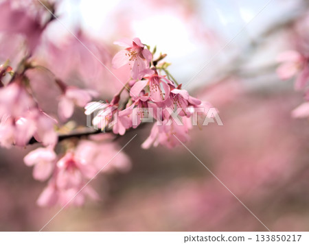 Beautiful pink Okamezakura cherry blossoms blooming in March 133850217
