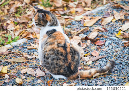 Friendly stray cats I came across while walking around 133850221