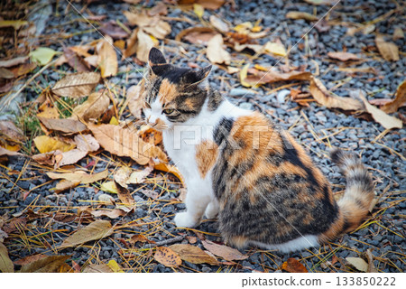 Friendly stray cats I came across while walking around 133850222