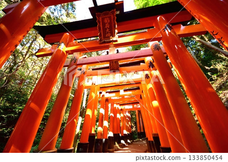 京都府，伏見稻荷大社，千鳥居（近月之宮本社），京都市伏見區，2022年2月 133850454