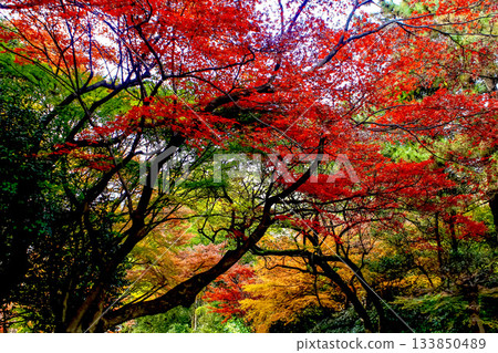[Image of autumn leaves] Trees turning red 133850489