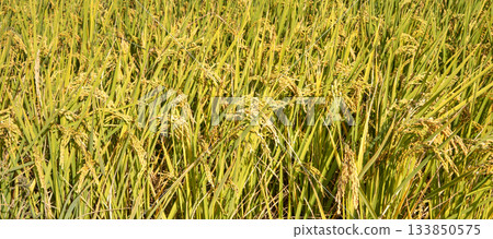Rice field, rice ear, rice, yellow, sunset, paddy field, sunset, sunset, sunset 133850575