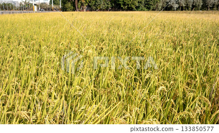Rice field, rice ear, rice, yellow, sunset, paddy field, sunset, sunset, sunset Rice field, rice ear, rice, yellow, sunset, paddy field, sunset, sunset, sunset 133850577