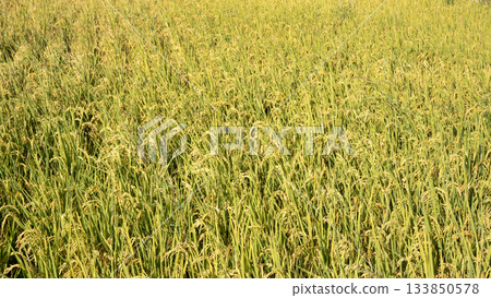 Rice field, rice ear, rice, yellow, sunset, paddy field, sunset, sunset, sunset Rice field, rice ear, rice, yellow, sunset, paddy field, sunset, sunset, sunset 133850578
