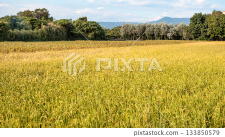 稻田 稻穗 稻米 黃色 夕陽 Paddy field sunset 稲作 落日 夕日 133850579