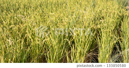 Rice field, rice ear, rice, yellow, sunset, paddy field, sunset, sunset, sunset Rice field, rice ear, rice, yellow, sunset, paddy field, sunset, sunset, sunset 133850580