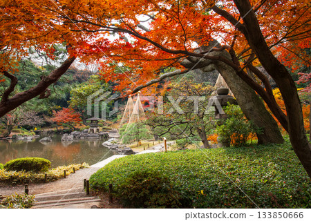 老Furukawa庭院秋葉 133850666