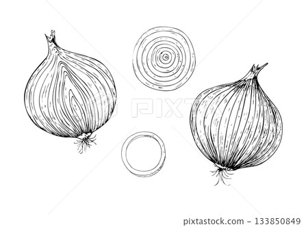 Vector set of fresh onion bulb.. Graphic ink half vegetable illustration, isolated on background. Hand drawn line sketch. For designers, prints, logo, icon, menu, postcards, holiday, covers Vector set of fresh onion bulb.. Graphic ink half vegetable illustration, isolated on background. Hand drawn line sketch. For designers, prints, logo, icon, menu, postcards, holiday, covers 133850849