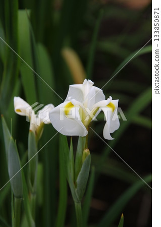 鳶尾花 107 鳶尾花 107 133850871