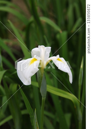 鳶尾花 108 鳶尾花 108 133850872
