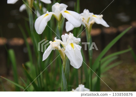 Iris 112 Iris 112 133850876