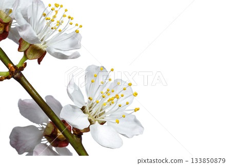 Branch of apricot flowers close up Branch of apricot flowers close up 133850879